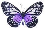 a purple butterfly