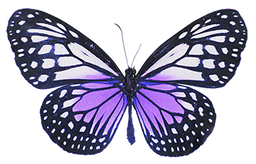 a purple butterfly
